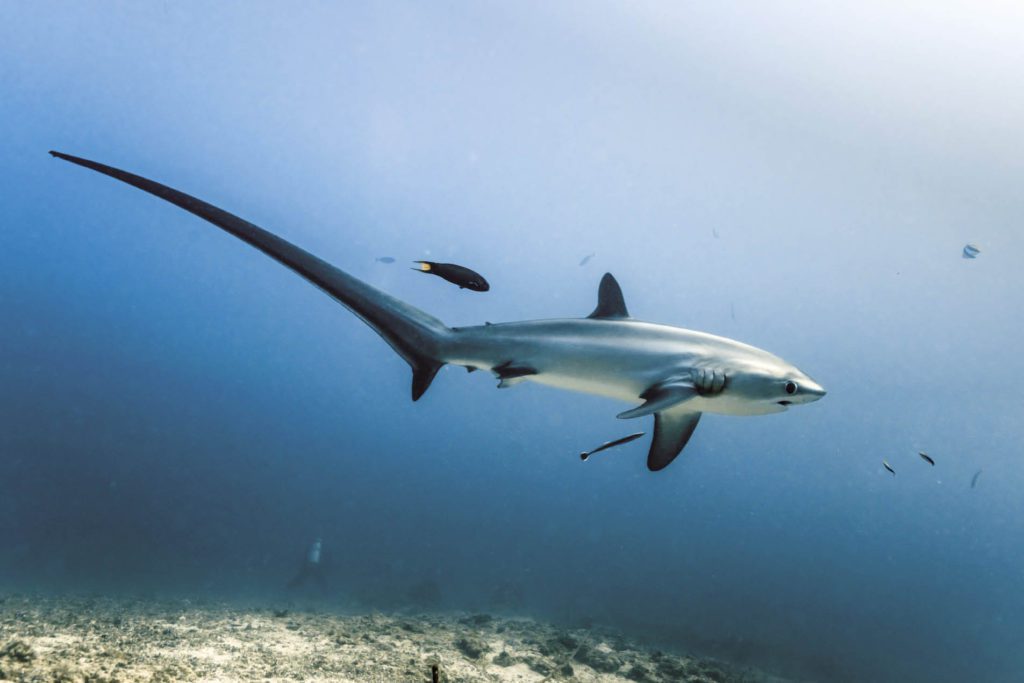 Must-Visit Islands for Beach Lovers - Malapascua Famous for thresher sharks